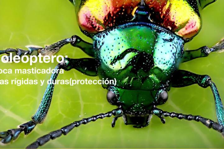 Embedded thumbnail for 13 Coleopteros y composta -  Vitamina C