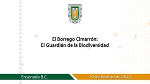 El borrego cimarrón: El guardián de la biodiversidad.