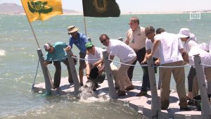 Contribuye UABC al repoblamiento de totoaba en el Mar de Cortés
