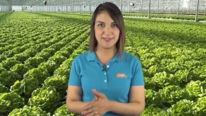 Hydroponics - Vitamin C