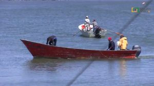 Investigación sobre la fertilización de la Bahía de San Quintín, IIO