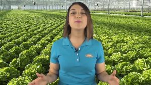 Hidroponia - Vitamina C