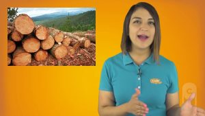 Memoria - Vitamina C